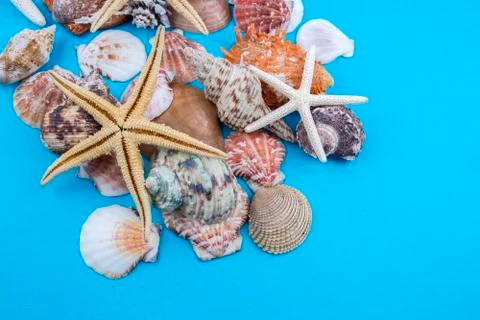 Various sea shells, concept, design, photo, background Stock Photos