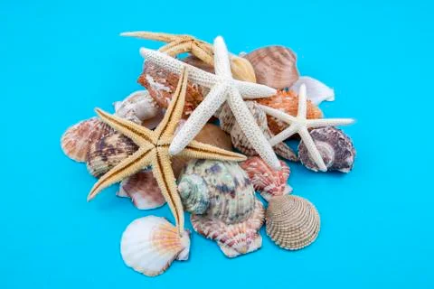 Various sea shells, concept, design, photo, background 스톡 사진