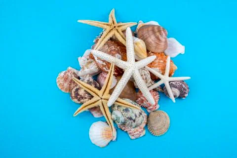 Various sea shells, concept, design, photo, background Stock Photos