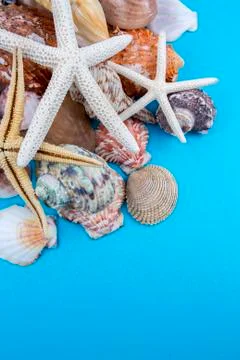 Various sea shells, concept, design, photo, background Stock Photos