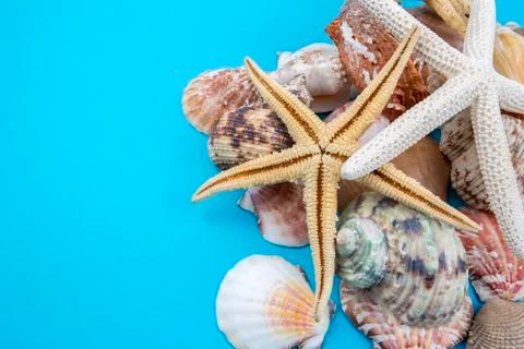 Various sea shells, concept, design, photo, background Stock Photos