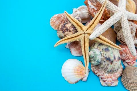 Various sea shells, concept, design, photo, background Stock Photos