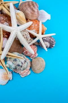 Various sea shells, concept, design, photo, background 스톡 사진