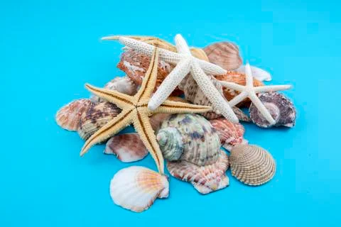 Various sea shells, concept, design, photo, background Stock Photos