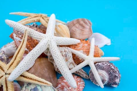Various sea shells, concept, design, photo, background Stock Photos