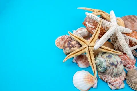 Various sea shells, concept, design, photo, background Stock Photos