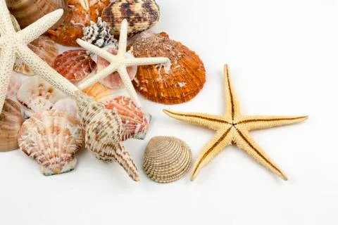 Various sea shells, concept, design, photo, background 스톡 사진