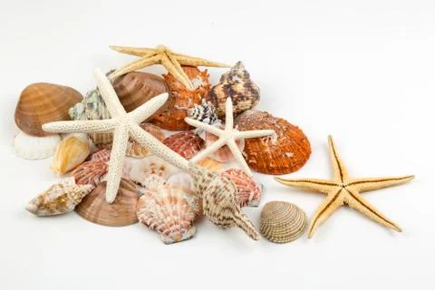 Various sea shells, concept, design, photo, background 스톡 사진