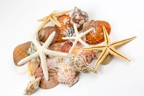 Various sea shells, concept, design, photo, background Stock Photos