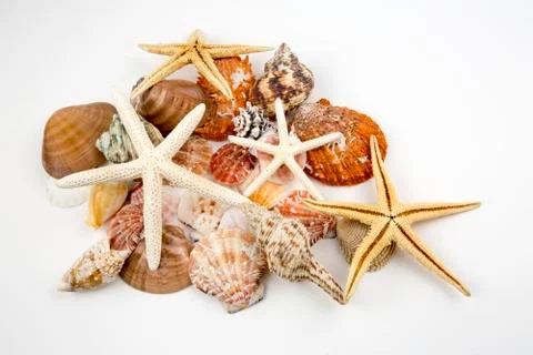 Various sea shells, concept, design, photo, background Stock Photos