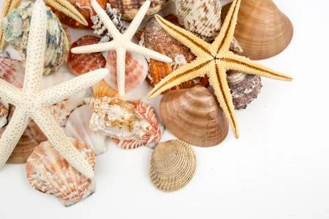 Various sea shells, concept, design, photo, background Stock Photos