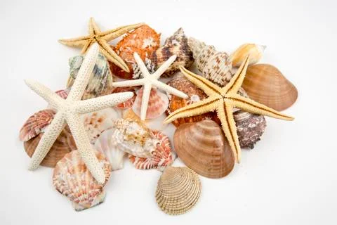 Various sea shells, concept, design, photo, background Stock Photos