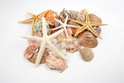 Various sea shells, concept, design, photo, background 스톡 사진