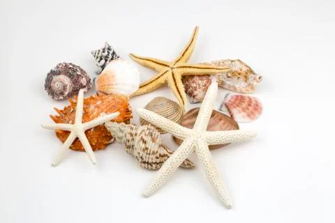 Various sea shells, concept, design, photo, background Stock Photos