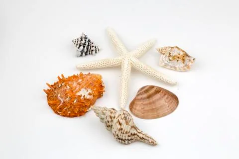 Various sea shells, concept, design, photo, background Stock Photos