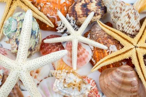 Various sea shells, concept, design, photo, background Stock Photos