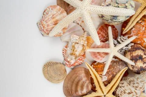 Various sea shells, concept, design, photo, background Stock Photos