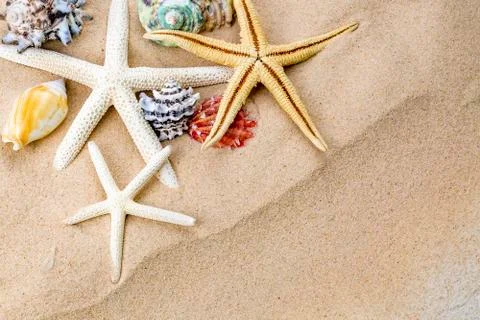 Various sea shells, concept, design, photo, background 스톡 사진