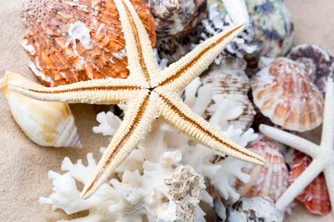 Various sea shells, concept, design, photo, background Stock Photos