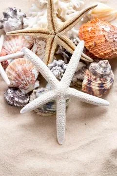 Various sea shells, concept, design, photo, background Stock Photos