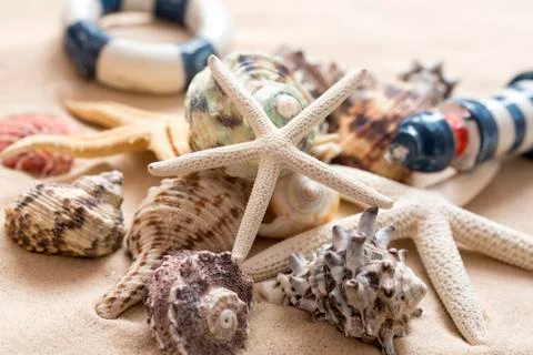 Various sea shells, concept, design, photo, background Stock Photos