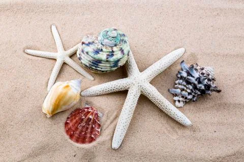 Various sea shells, concept, design, photo, background Stock Photos
