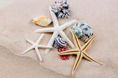 Various sea shells, concept, design, photo, background 스톡 사진