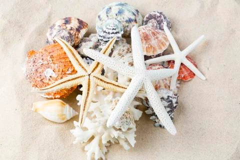 Various sea shells, concept, design, photo, background Stock Photos