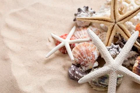 Various sea shells, concept, design, photo, background Stock Photos