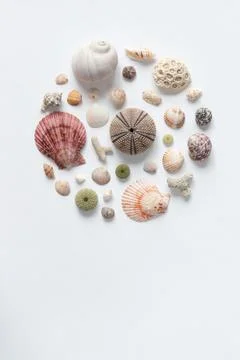 Various sea shells folded in a circle on a white backdrop. Natural marine the Stock Photos