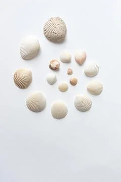 Various sea shells folded in the form of a spiral on a white backdrop. Natura Stock Photos
