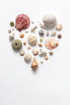 Various sea shells folded in the shape of a heart on a white backdrop. Natura Stock Photos