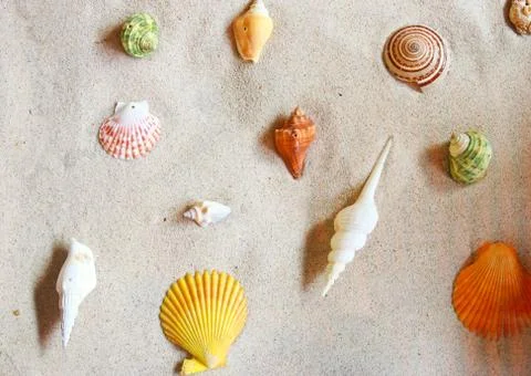 Various of sea shells on sand Foto stock