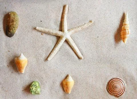 Various of sea shells on sand Stockfoto's