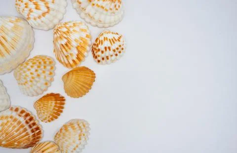 Various sea shells on white background Stock Photos