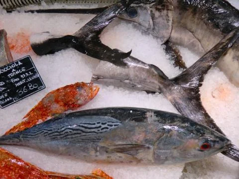 Various seafood on display  Stock Photos