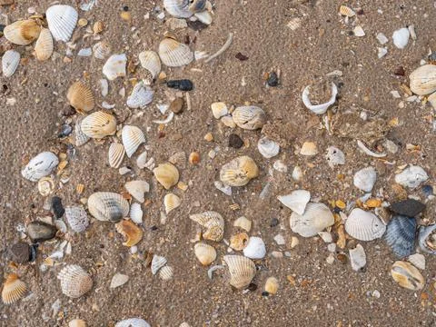 Various seashells and pebbles scattered on wet beach sand background Foto stock