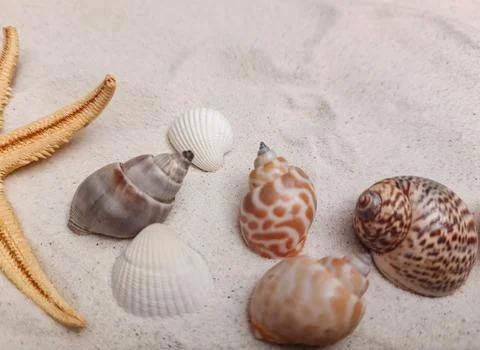 Various seashells and a starfish rest on soft white sand, showcasing natura.. Stock Photos