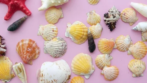 Various seashells and starfishes on a pink background creating a beautiful .. Stock Footage 332199020