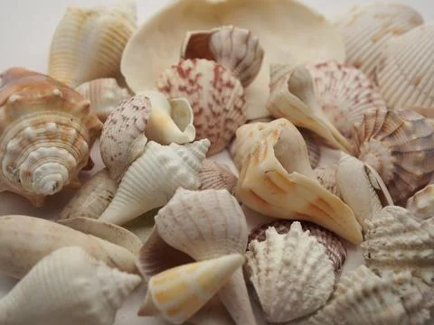 Various seashells, including conch shells, Atlantic calico scallops, lightn.. Stock Photos