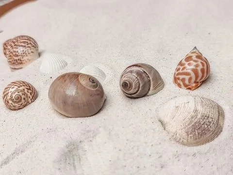 Various seashells lie scattered on smooth white sand, showcasing natural co.. Stock-Fotos