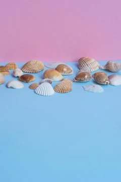 Various seashells on a light blue and pink background with different views an Stock Photos