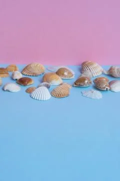 Various seashells on a light blue and pink background with different views an Stock Photos