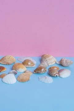 Various seashells on a light blue and pink background with different views an Stock Photos