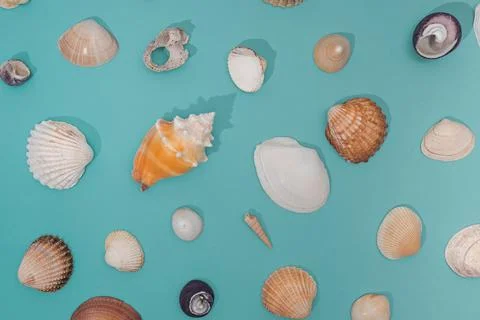Various seashells pattern on pastel blue background Stock Photos