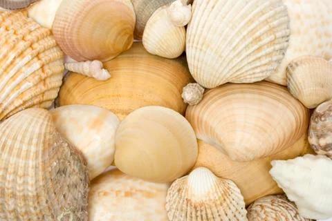 Various Seashells Photos
