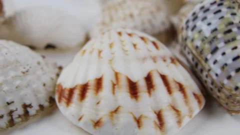 Various seashells rotate from left to right on the white table. Close-up 스톡 동영상 141121352