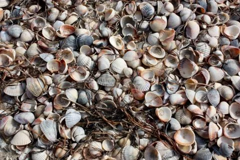 Various Seashells On The Sand Stock Photos