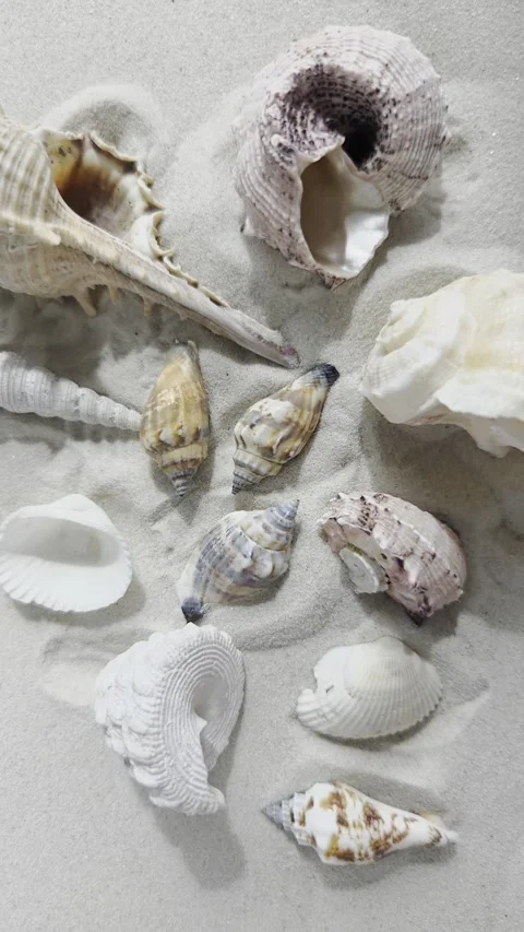 Various seashells on sandy beach rotation background. Vertical video. Stock Footage 339018954