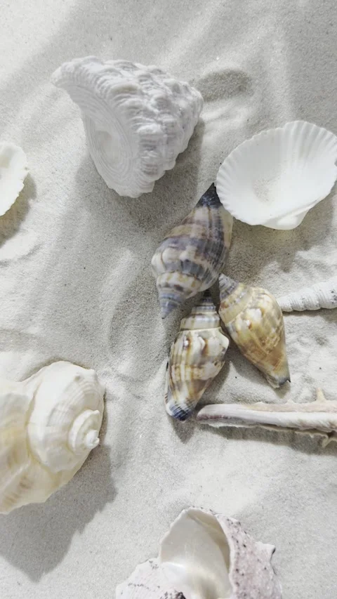 Various seashells on sandy beach rotation background. Vertical video. Stock Footage 339019182